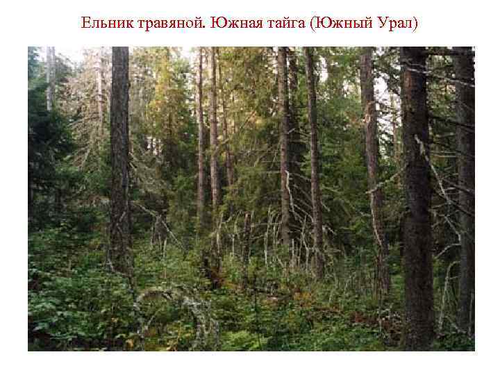 В еловом лесу с утра до позднего. Природная экосистема Тайга. Экосистема бореальных лесов. Южно-Таёжные экосистемы Заволжья. Фото экосистемы леса елового.