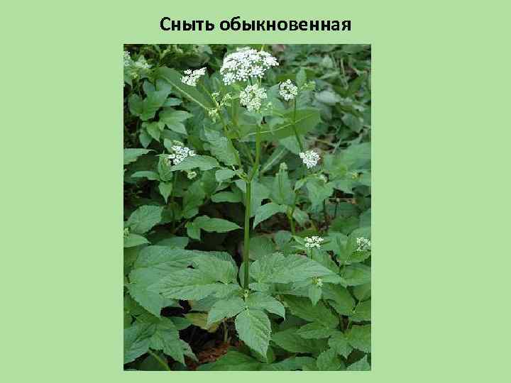 Сныть обыкновенная 