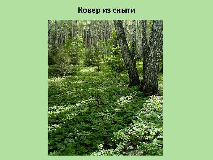Ковер из сныти 