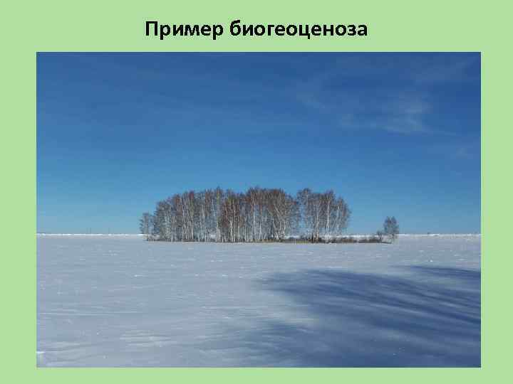 Пример биогеоценоза 