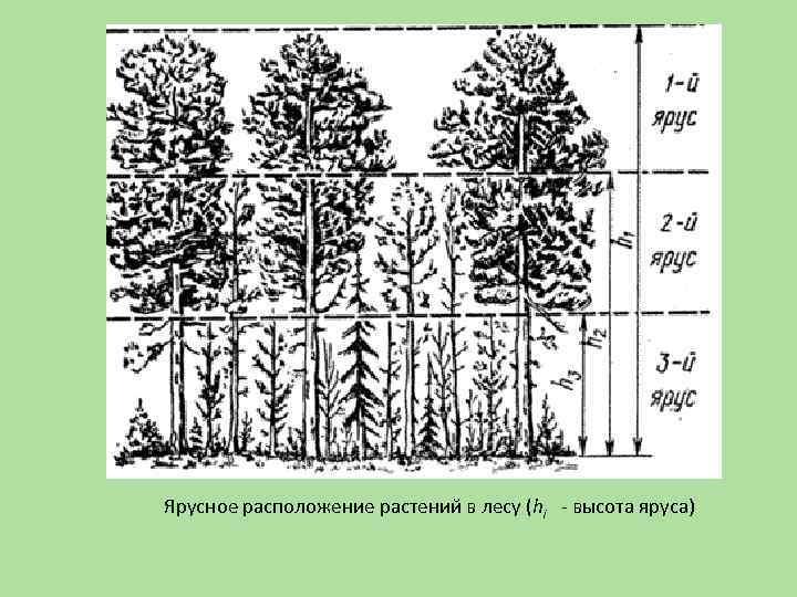 Из каких ярусов может состоять еловый лес составьте схему