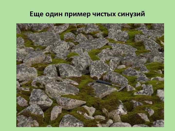 Еще один пример чистых синузий 