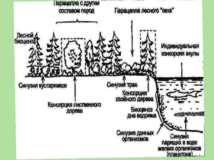 Описание экосистемы хвойного леса по плану 9 класс