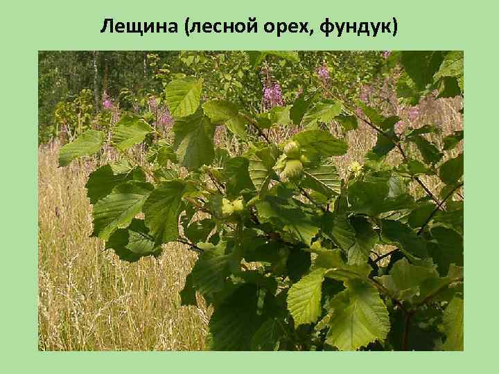 Лещина (лесной орех, фундук) 