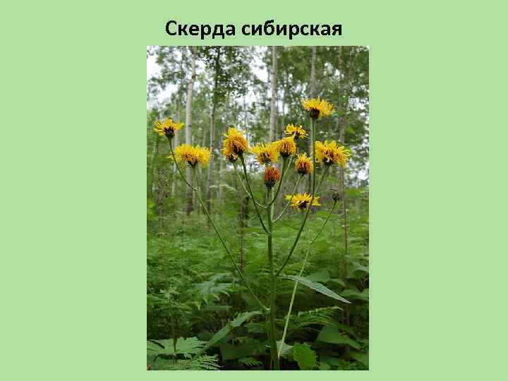 Скерда сибирская 