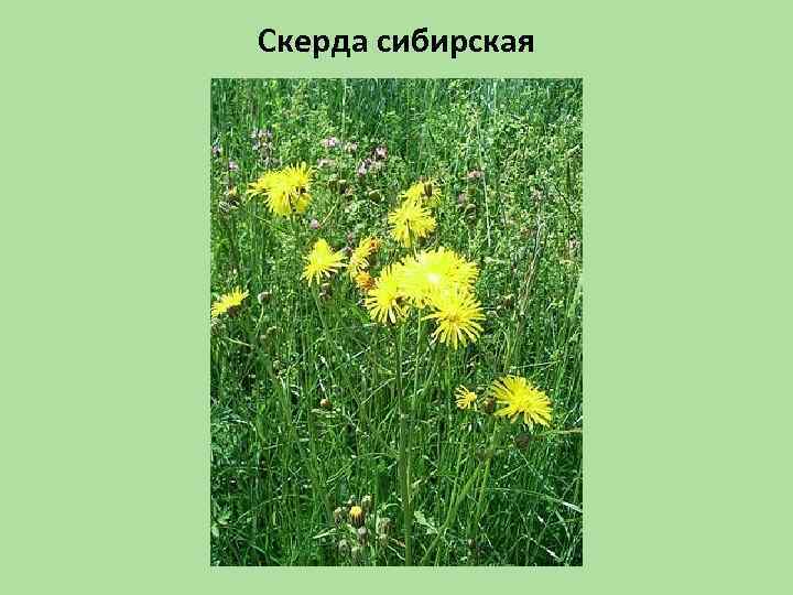 Скерда сибирская 