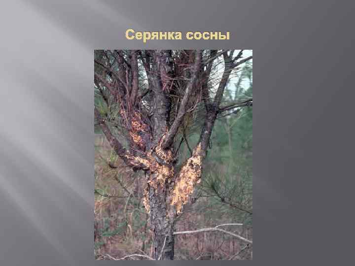 Серянка сосны 