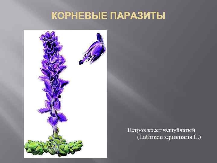 КОРНЕВЫЕ ПАРАЗИТЫ Петров крест чешуйчатый (Lathraea squamaria L. ) 