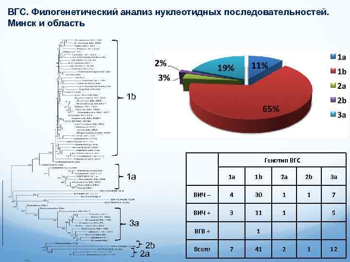 ВГС. Филогенетический анализ нуклеотидных последовательностей. Минск и область 1 b Генотип ВГС 1 a