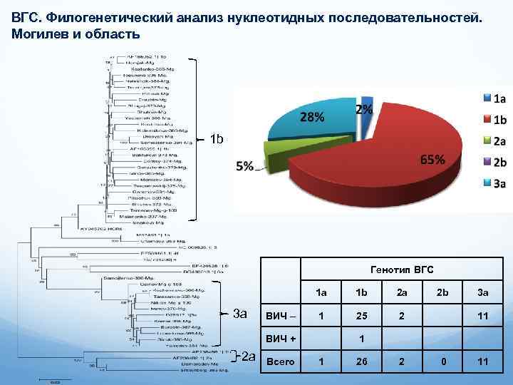 ВГС. Филогенетический анализ нуклеотидных последовательностей. Могилев и область 1 b Генотип ВГС 1 a
