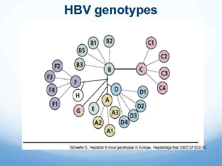 HBV genotypes Schaefer S. Hepatitis B virus genotypes in Europe. Hepatology Res 2007; 37: