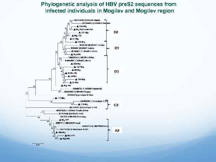 Phylogenetic analysis of HBV pre. S 2 sequences from infected individuals in Mogilev and