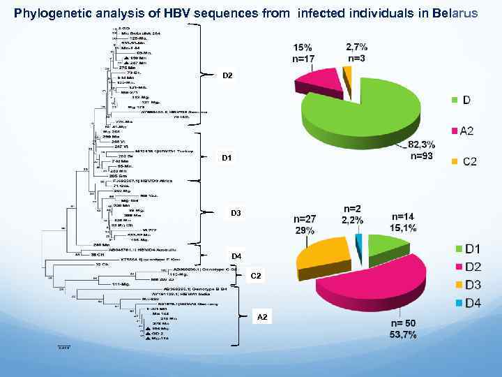 Phylogenetic analysis of HBV sequences from infected individuals in Belarus D 2 D 1