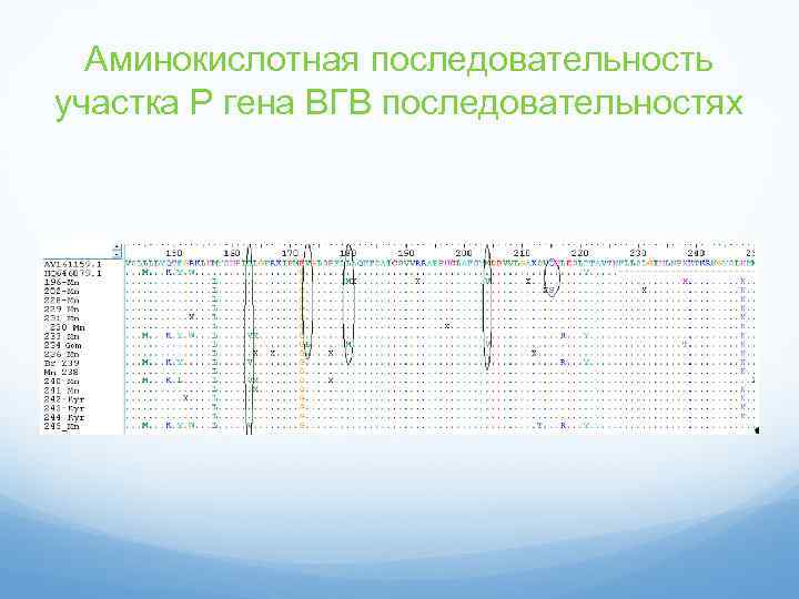 Аминокислотная последовательность участка Р гена ВГВ последовательностях 
