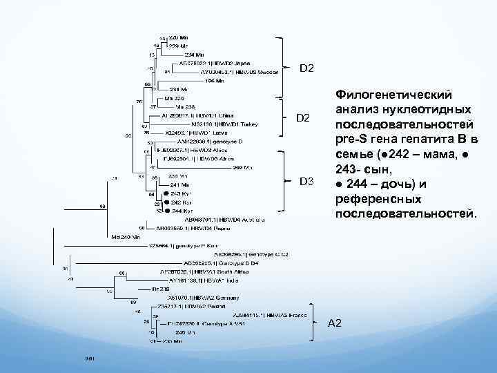 D 2 D 3 Филогенетический анализ нуклеотидных последовательностей pre-S гена гепатита В в семье