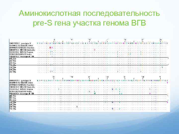 Аминокислотная последовательность pre-S гена участка генома ВГВ 