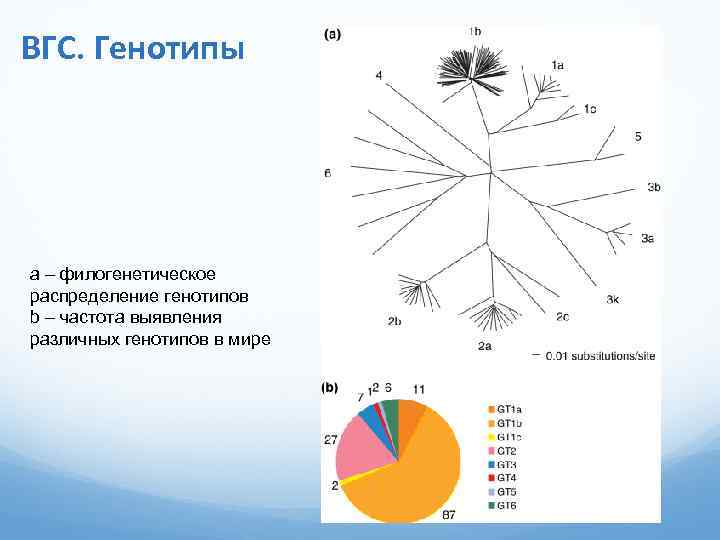 ВГС. Генотипы a – филогенетическое распределение генотипов b – частота выявления различных генотипов в