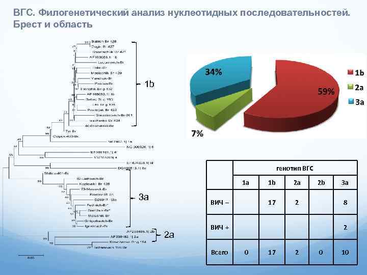 ВГС. Филогенетический анализ нуклеотидных последовательностей. Брест и область 1 b генотип ВГС 1 a