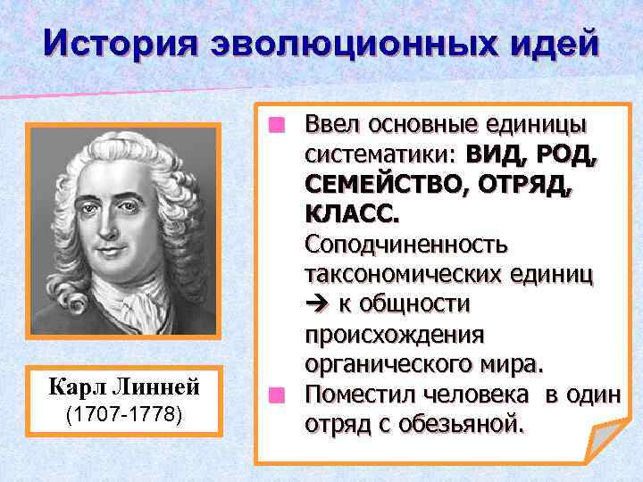 История эволюционных идей Ввел основные единицы систематики: ВИД, РОД, СЕМЕЙСТВО, ОТРЯД, КЛАСС. Соподчиненность таксономических