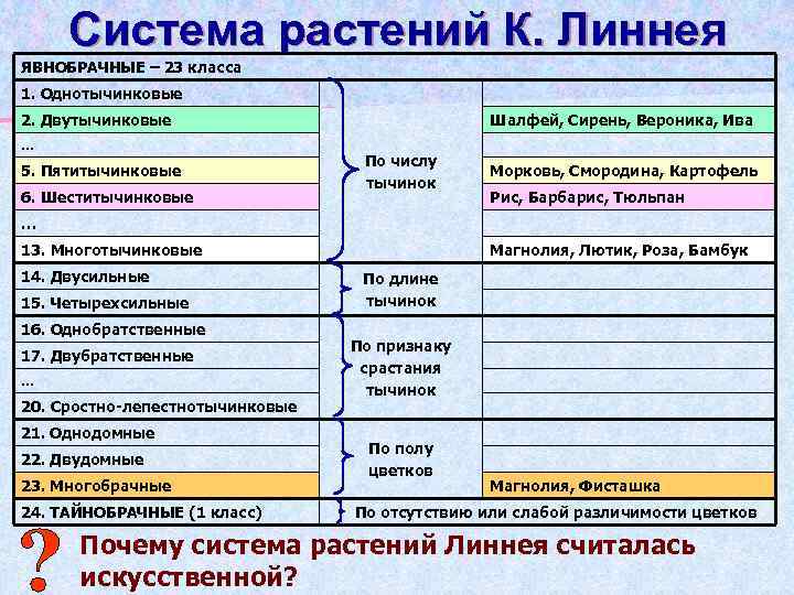 Система растений К. Линнея ЯВНОБРАЧНЫЕ – 23 класса 1. Однотычинковые 2. Двутычинковые … 5.