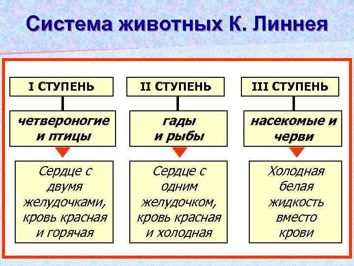 Система животных К. Линнея І СТУПЕНЬ ІІІ СТУПЕНЬ четвероногие и птицы гады и рыбы