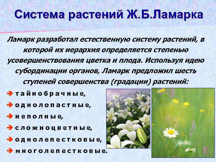 Система растений Ж. Б. Ламарка Ламарк разработал естественную систему растений, в которой их иерархия