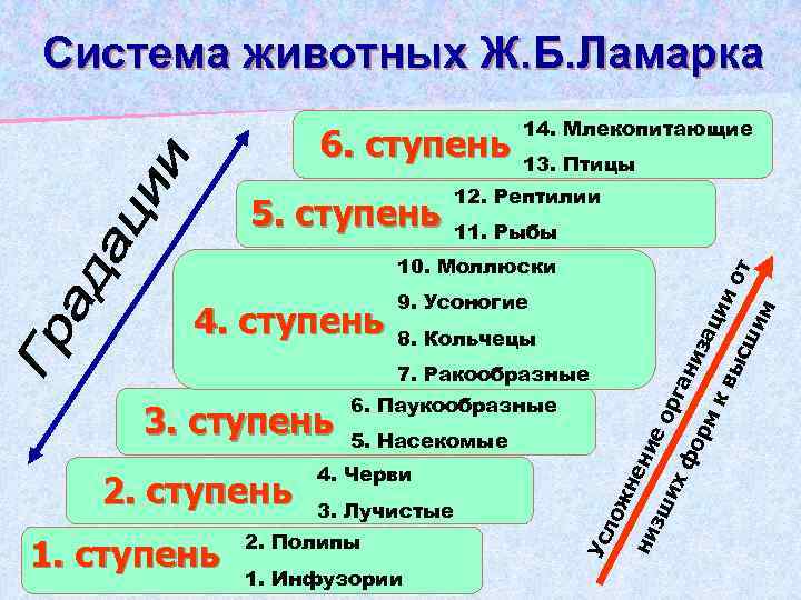 Система животных Ж. Б. Ламарка 6. ступень 13. Птицы 12. Рептилии 11. Рыбы 10.