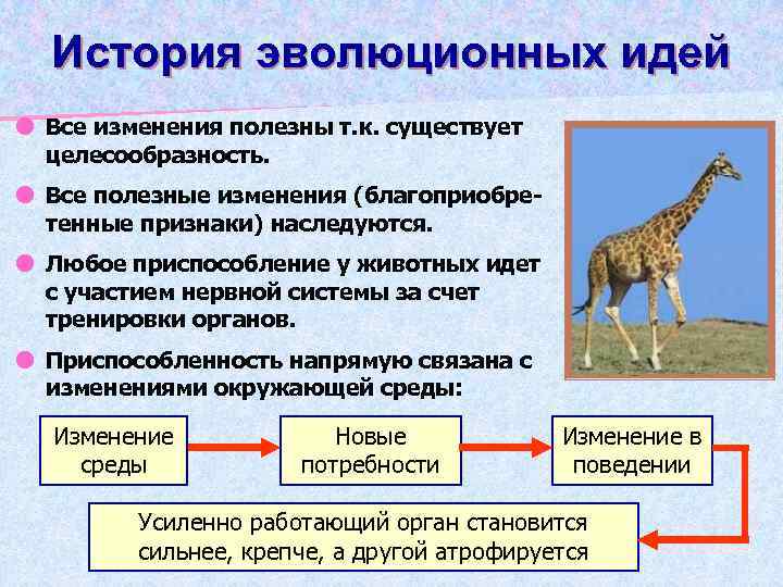 История эволюционных идей Все изменения полезны т. к. существует целесообразность. Все полезные изменения (благоприобретенные