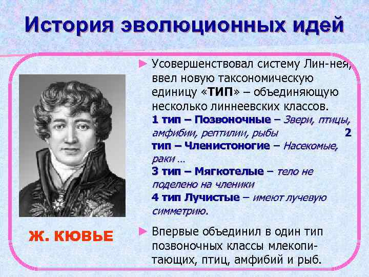 История эволюционных идей ► Усовершенствовал систему Лин-нея, ввел новую таксономическую единицу «ТИП» – объединяющую