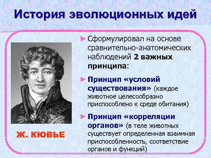 История эволюционных идей ► Сформулировал на основе сравнительно-анатомических наблюдений 2 важных принципа: ► Принцип