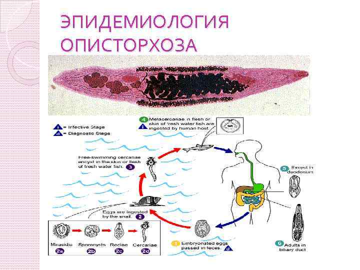 Схема развития описторхоза