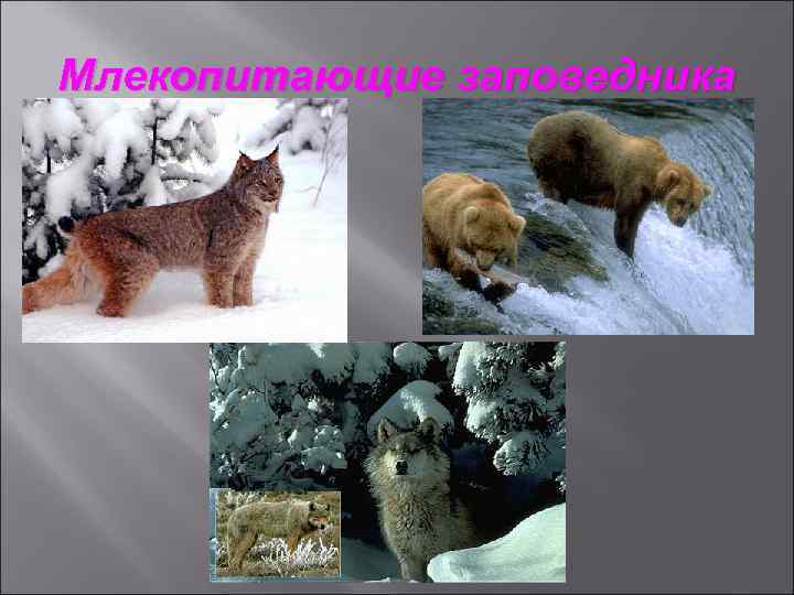 Млекопитающие заповедника 