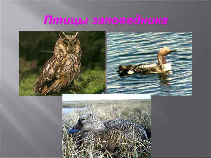 Птицы заповедника 