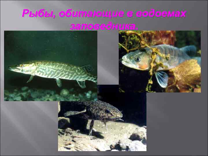 Рыбы, обитающие в водоемах заповедника. 