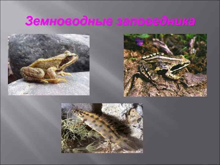 Земноводные заповедника 