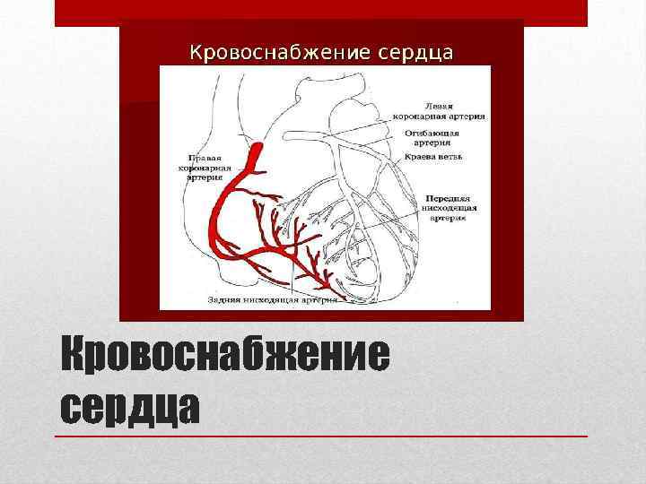 Кровоснабжение сердца 