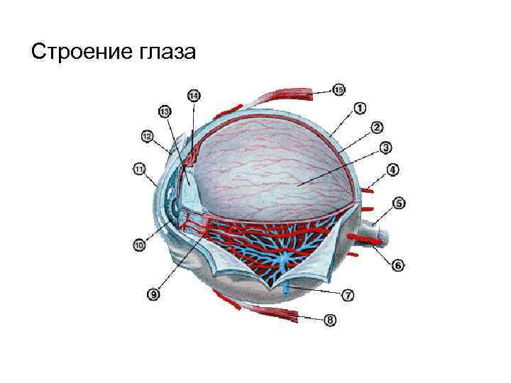 Строение глаза змеи схема