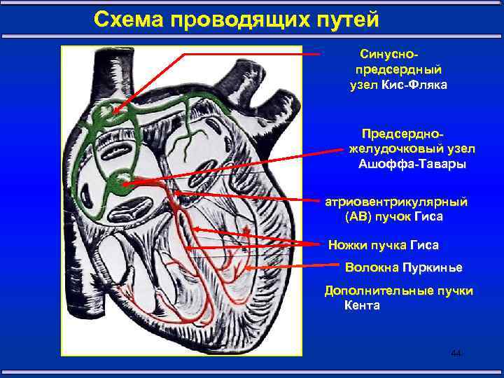 Предсердно желудочковый узел расположен