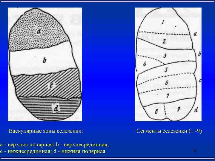 Селезенка 14. Сегменты селезенки. Сегменты селезенки на кт.