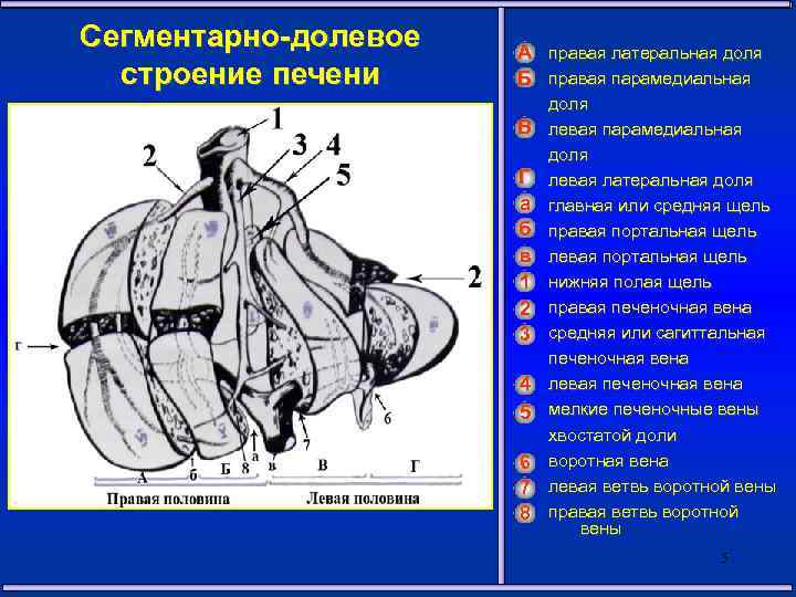 Сегментарно-долевое строение печени А правая латеральная доля Б правая парамедиальная В Г а б