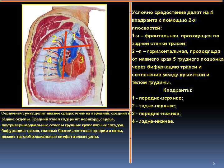 Условно средостение делят на 4 квадранта с помощью 2 -х плоскостей: 2 1 1