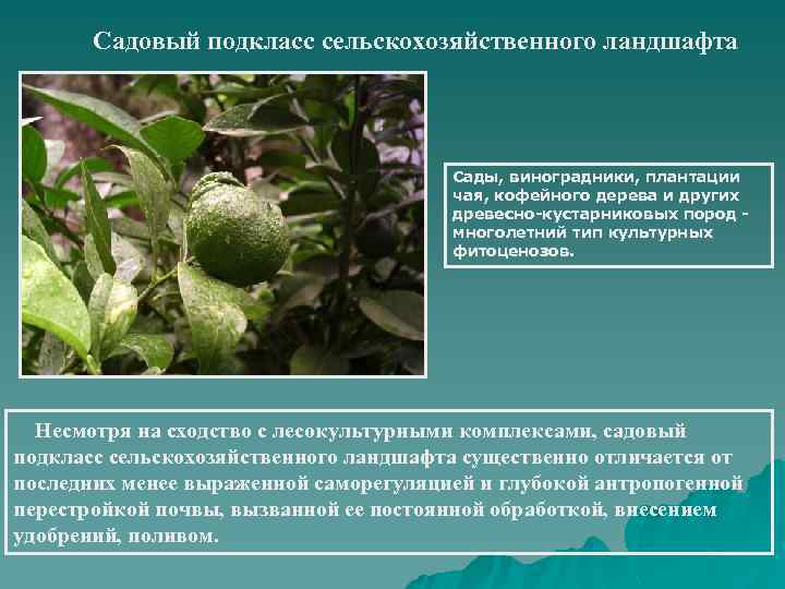 Садовый подкласс сельскохозяйственного ландшафта Сады, виноградники, плантации чая, кофейного дерева и других древесно-кустарниковых пород