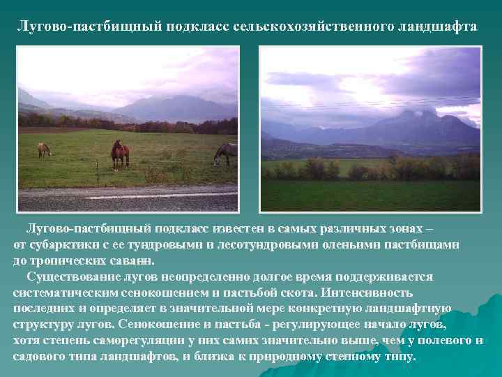Лугово-пастбищный подкласс сельскохозяйственного ландшафта Лугово-пастбищный подкласс известен в самых различных зонах – от субарктики