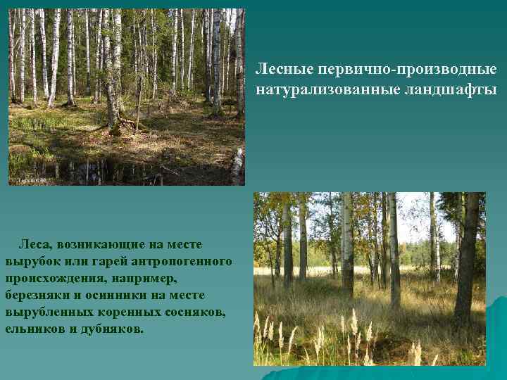 Лесные первично-производные натурализованные ландшафты Леса, возникающие на месте вырубок или гарей антропогенного происхождения, например,