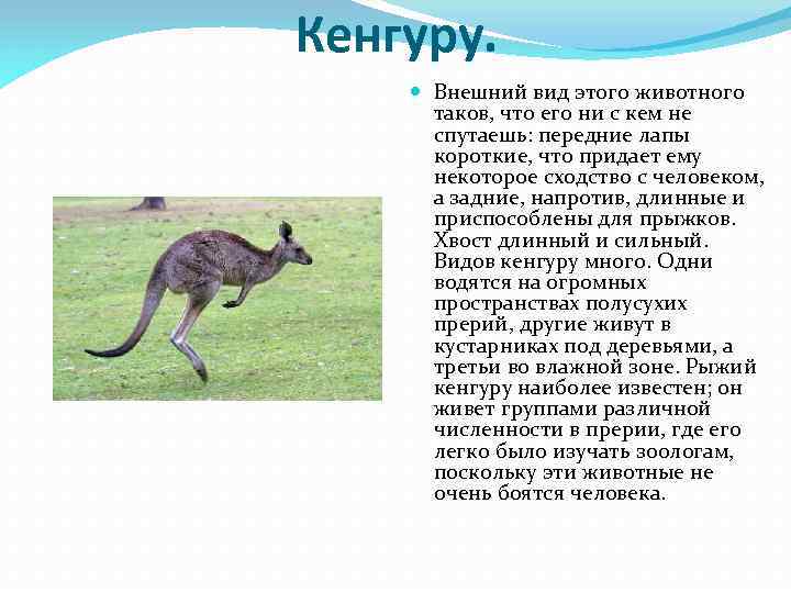 Кенгуру. Внешний вид этого животного таков, что его ни с кем не спутаешь: передние