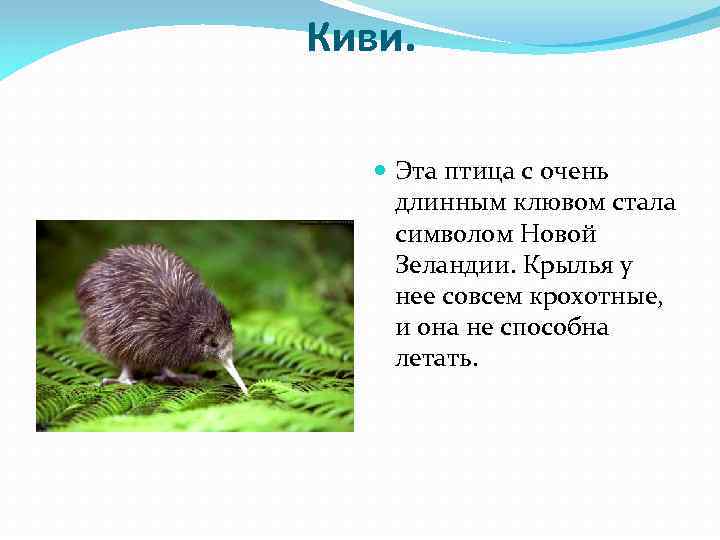 Киви. Эта птица с очень длинным клювом стала символом Новой Зеландии. Крылья у нее