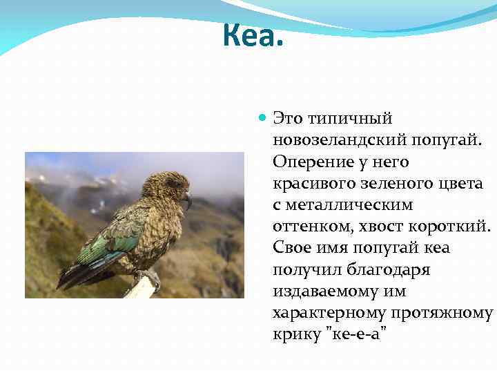 Кеа. Это типичный новозеландский попугай. Оперение у него красивого зеленого цвета с металлическим оттенком,