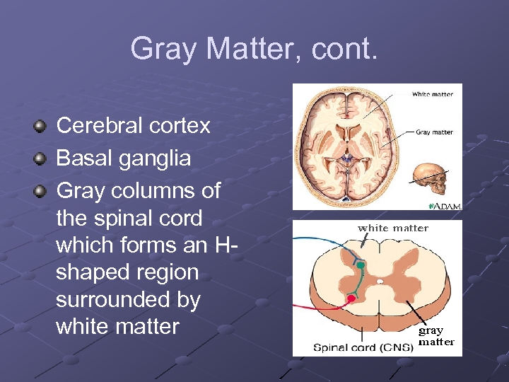 Gray Matter, cont. Cerebral cortex Basal ganglia Gray columns of the spinal cord which
