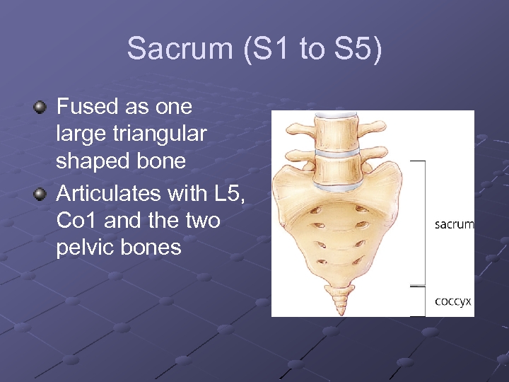Sacrum (S 1 to S 5) Fused as one large triangular shaped bone Articulates
