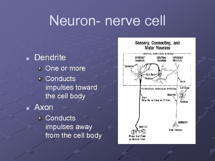 Neuron- nerve cell n Dendrite One or more Conducts impulses toward the cell body